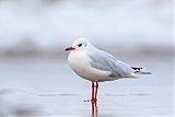 Brown-hooded Gullborder=